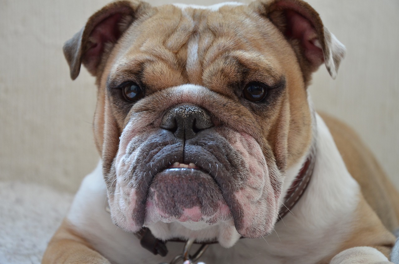 Bulldogge